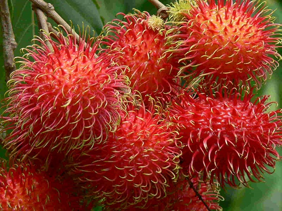 harga rambutan